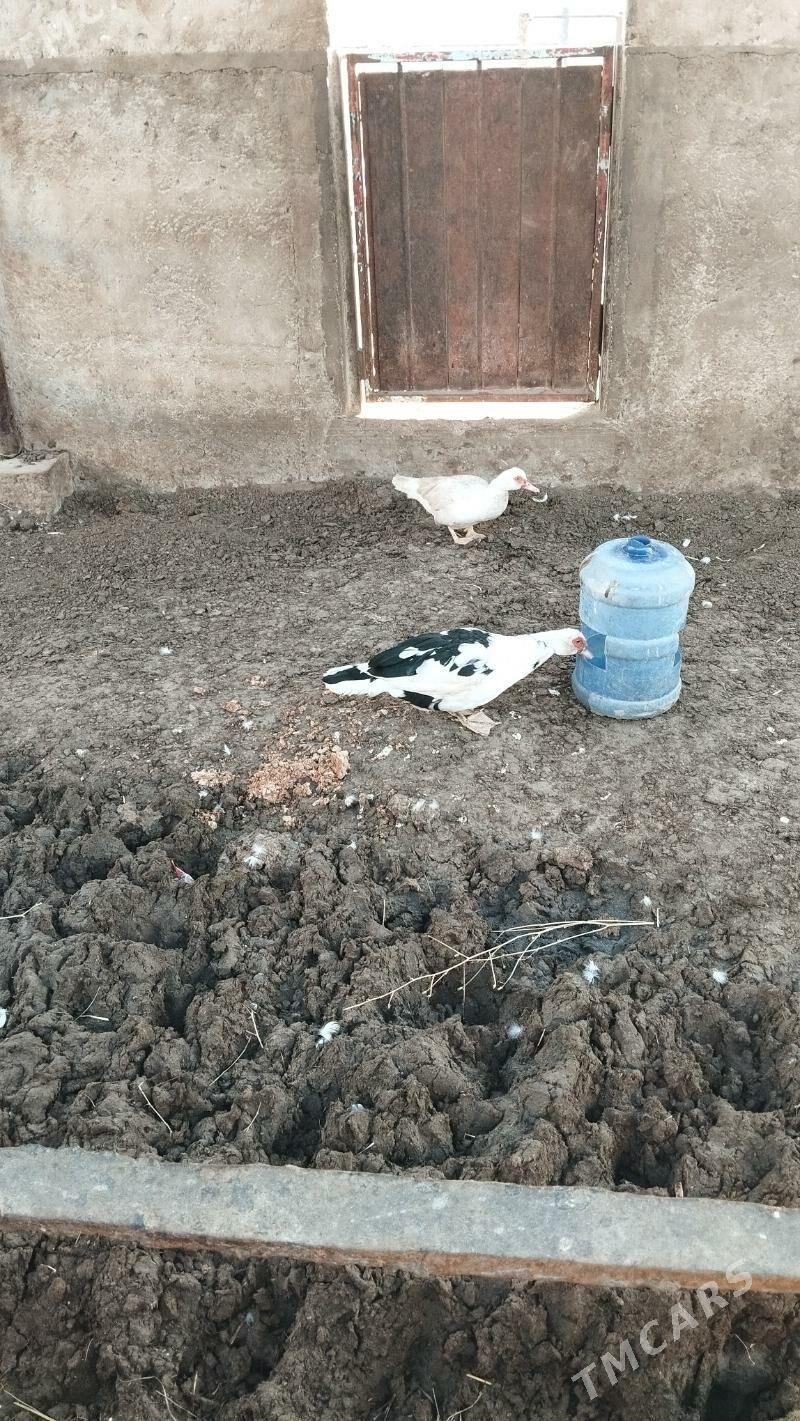 ordek - Balkanabat - img 1