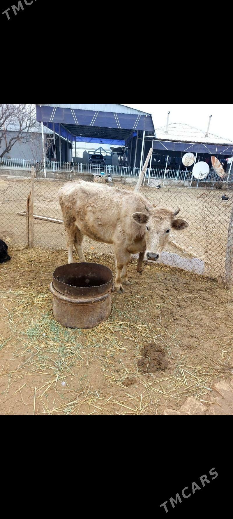 sygyr - Гёкдепе - img 1