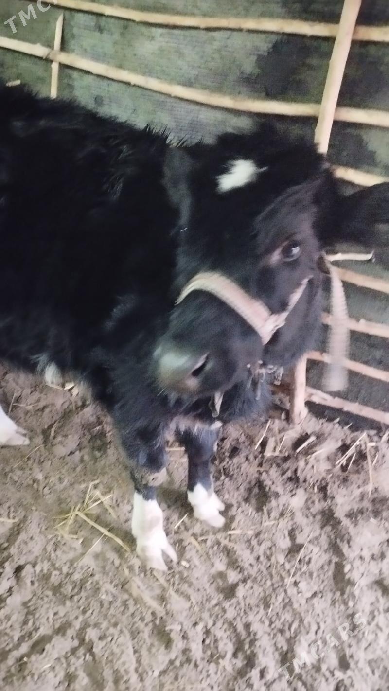 галиштейин качар - Гурбансолтан Едже - img 1