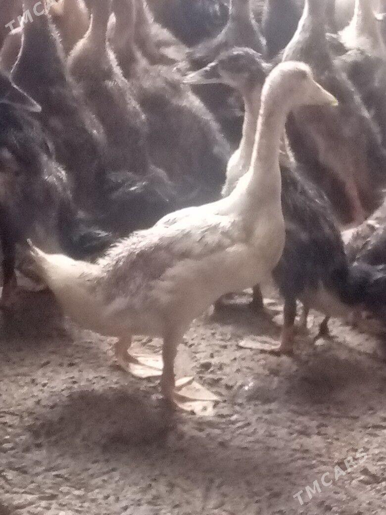 ördek jüýje - Каракумский этрап - img 1