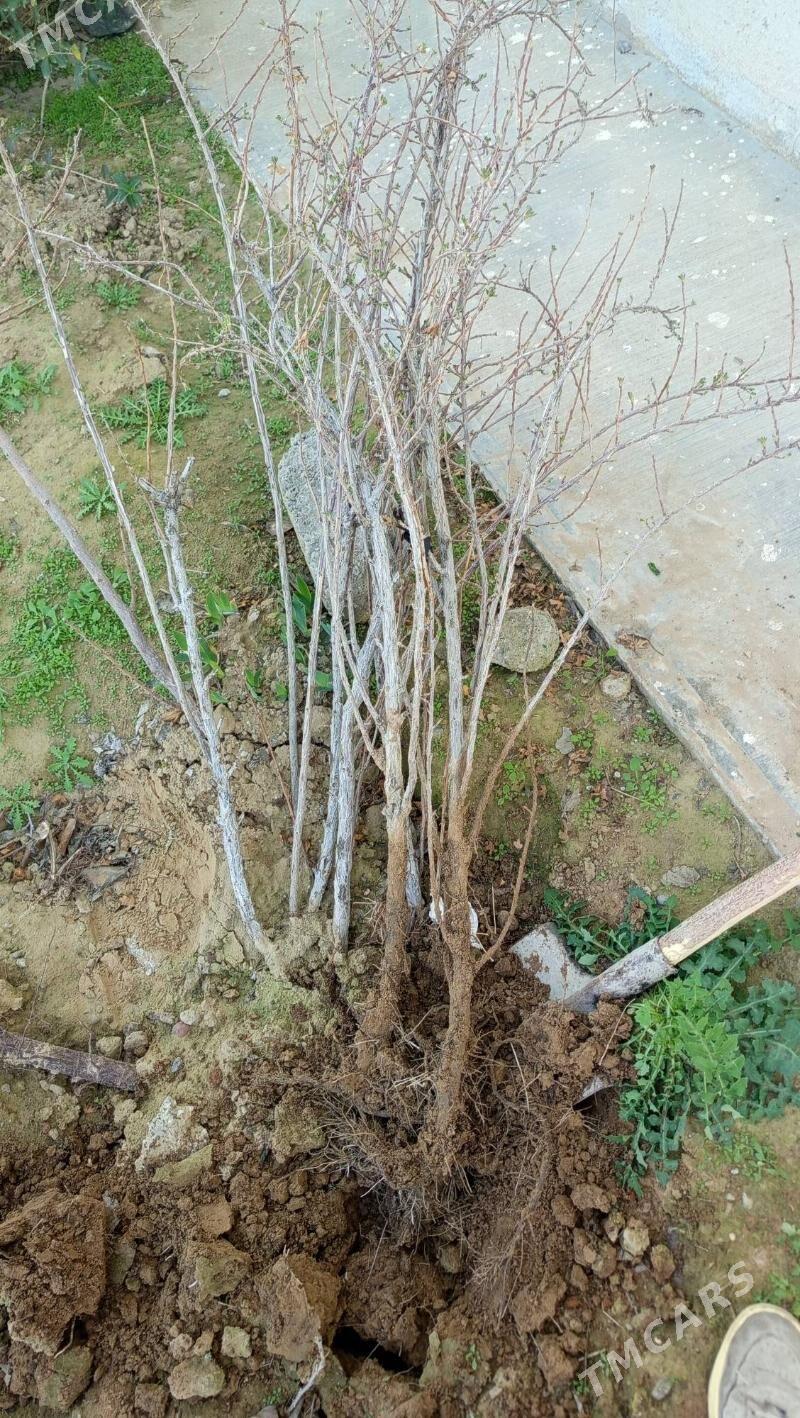 Smorodina Uly agaç - Täze zaman - img 1