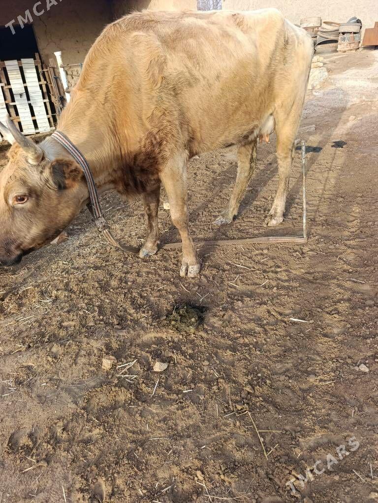 boğaz sygyr - Мургап - img 1