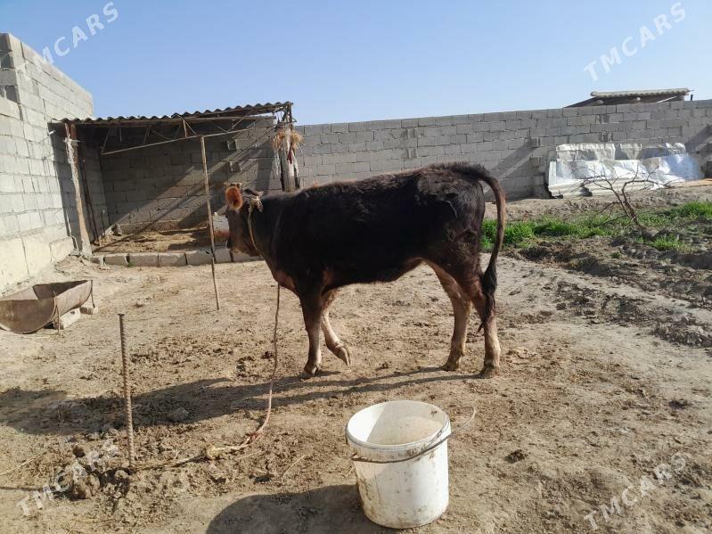 tuwe - Bäherden - img 1