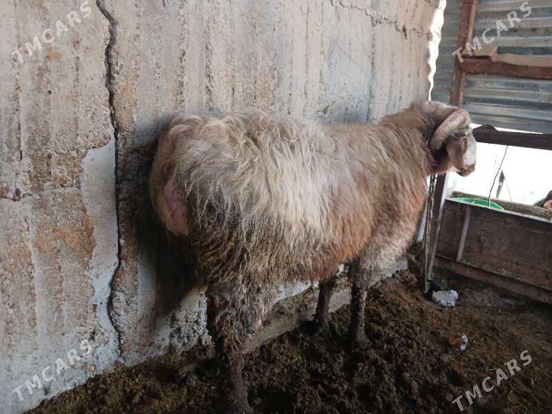 goỳun - Гёкдепе - img 1