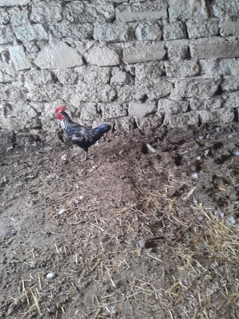 horaz - Gyzylarbat - img 1