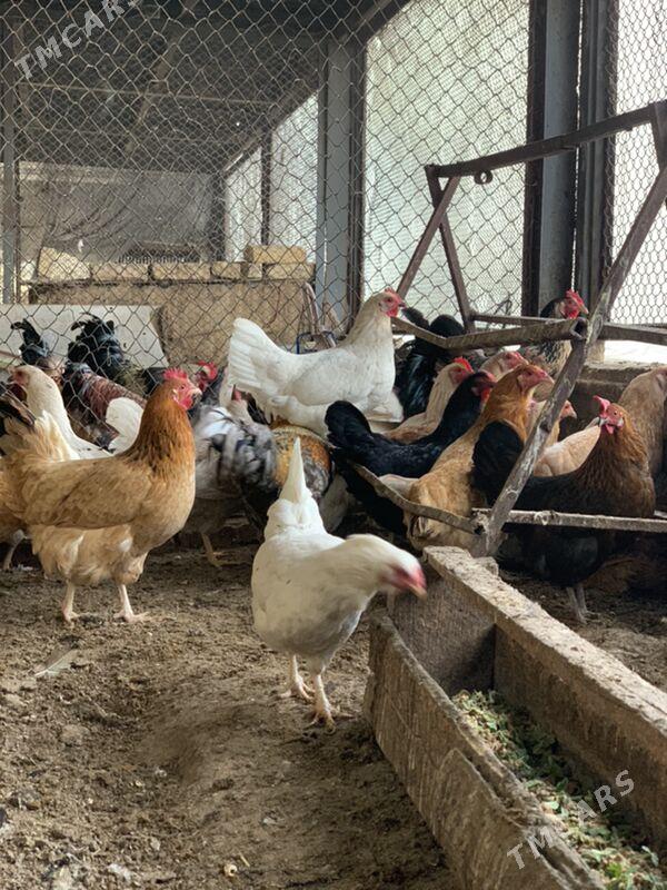 Guzlayjy towuklar - Mary - img 1