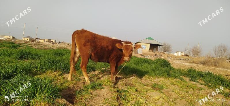 Tüwe. - Babadaýhan - img 1