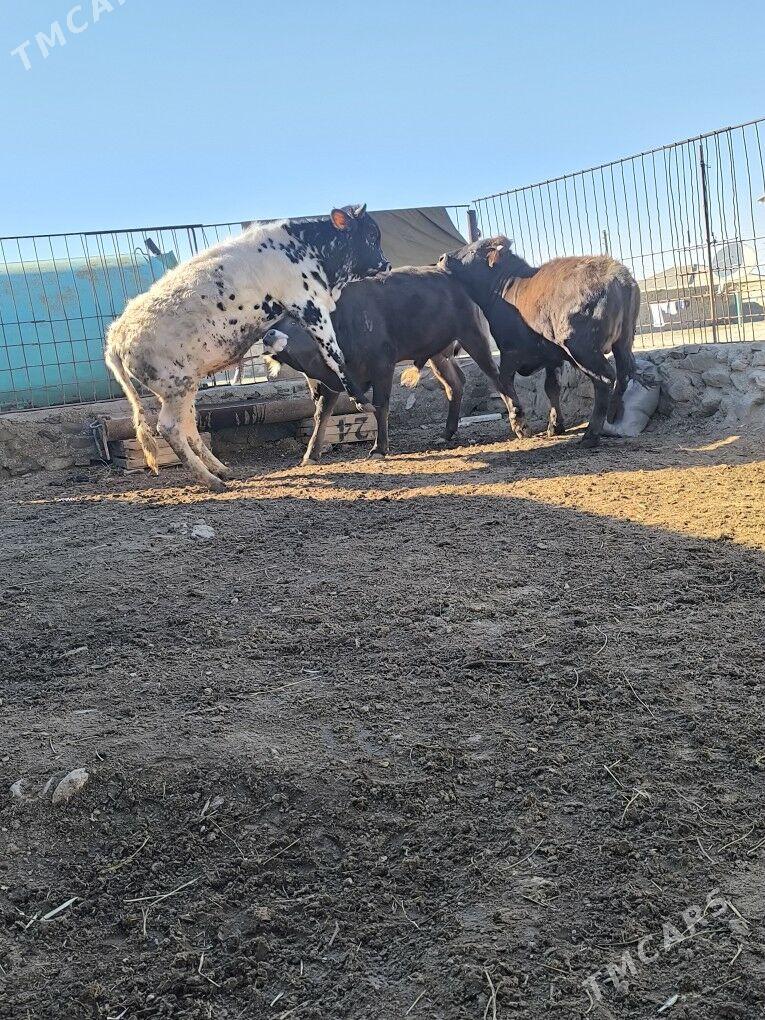 okiz - Bereket - img 1