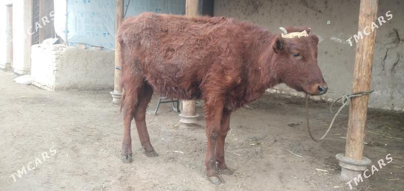 kaçar - Şabat etr. - img 1