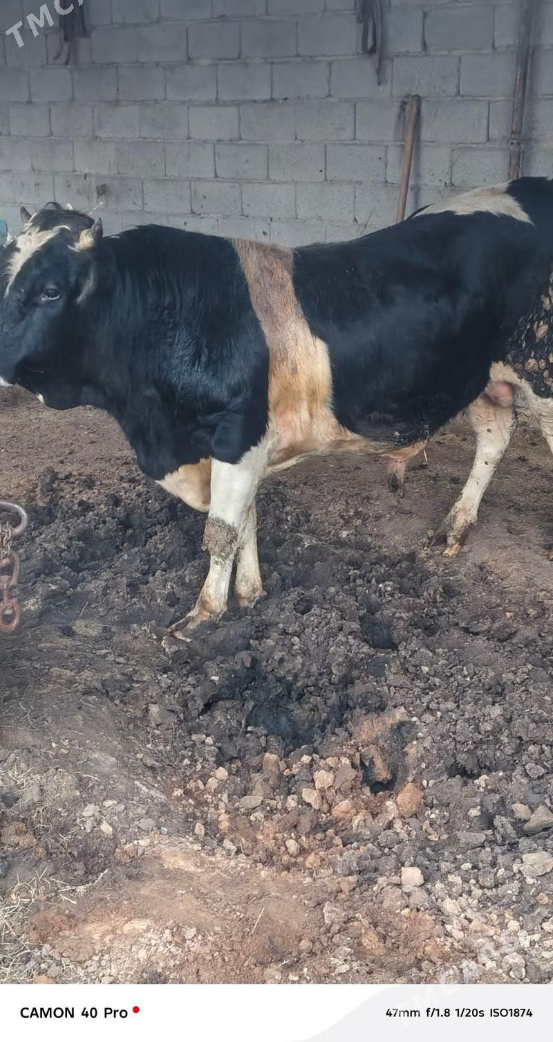 Öküz - Aşgabat - img 1