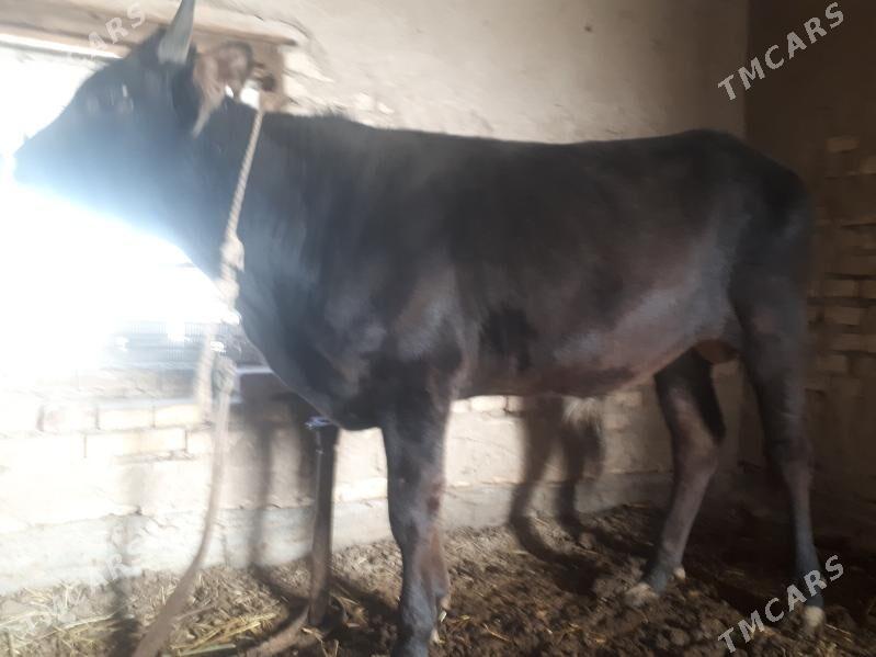 Öküzler - Векильбазар - img 1