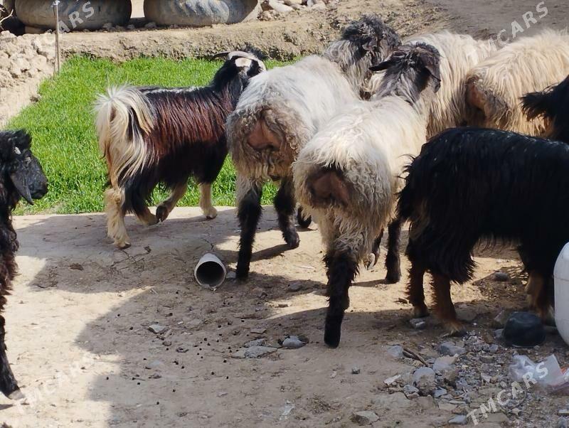 işşek goýun. geçi - Ашхабад - img 1