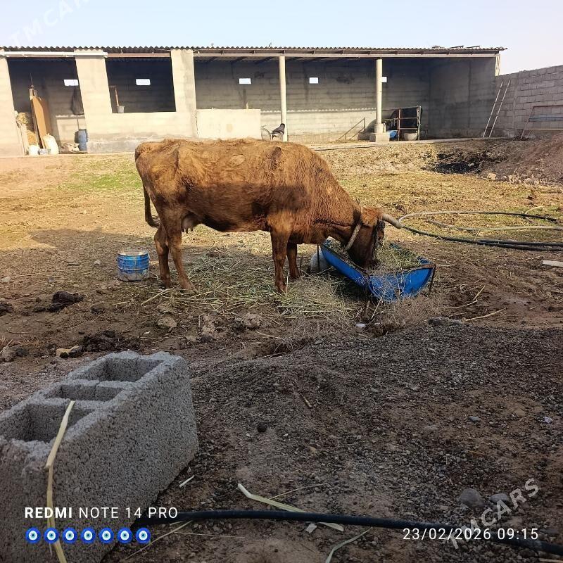 gysyr sygyr - Теджен - img 1