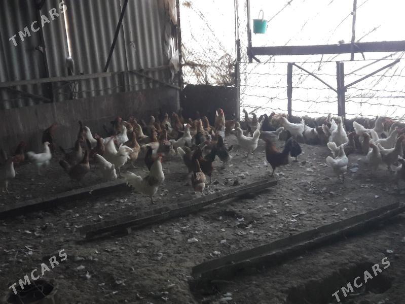 товук - Сакарчага - img 1