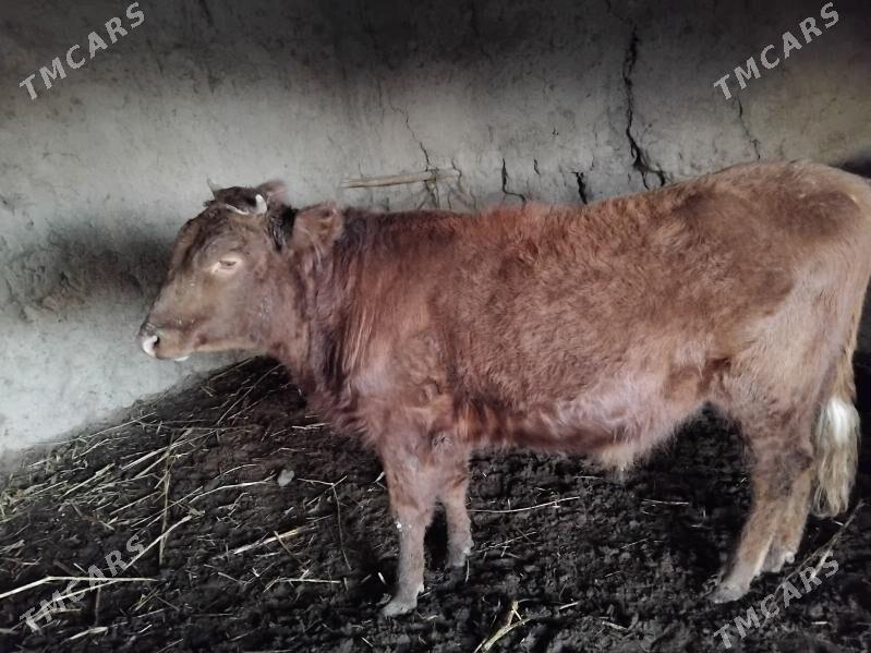 okuz - Болдумсаз - img 1