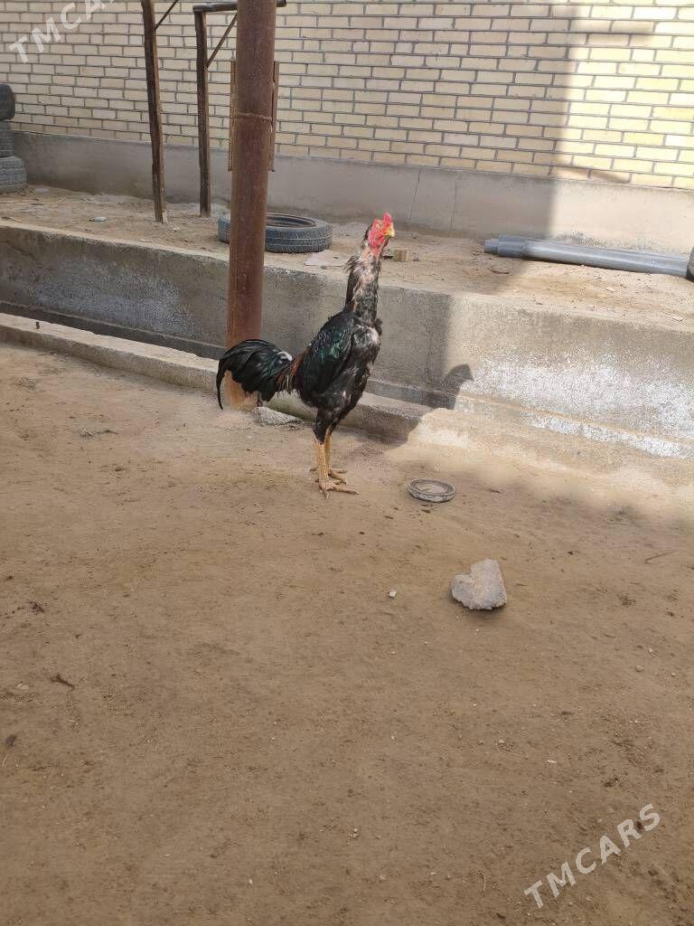 хораз - Sakarçäge - img 1