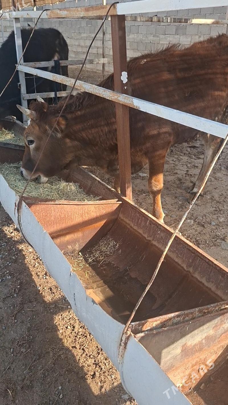 tùwe - Änew - img 1