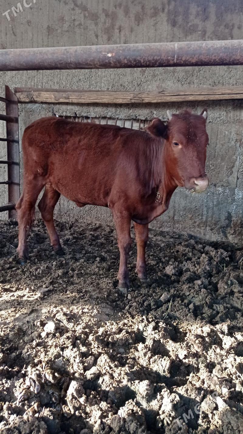 tuwe - Ашхабад - img 1