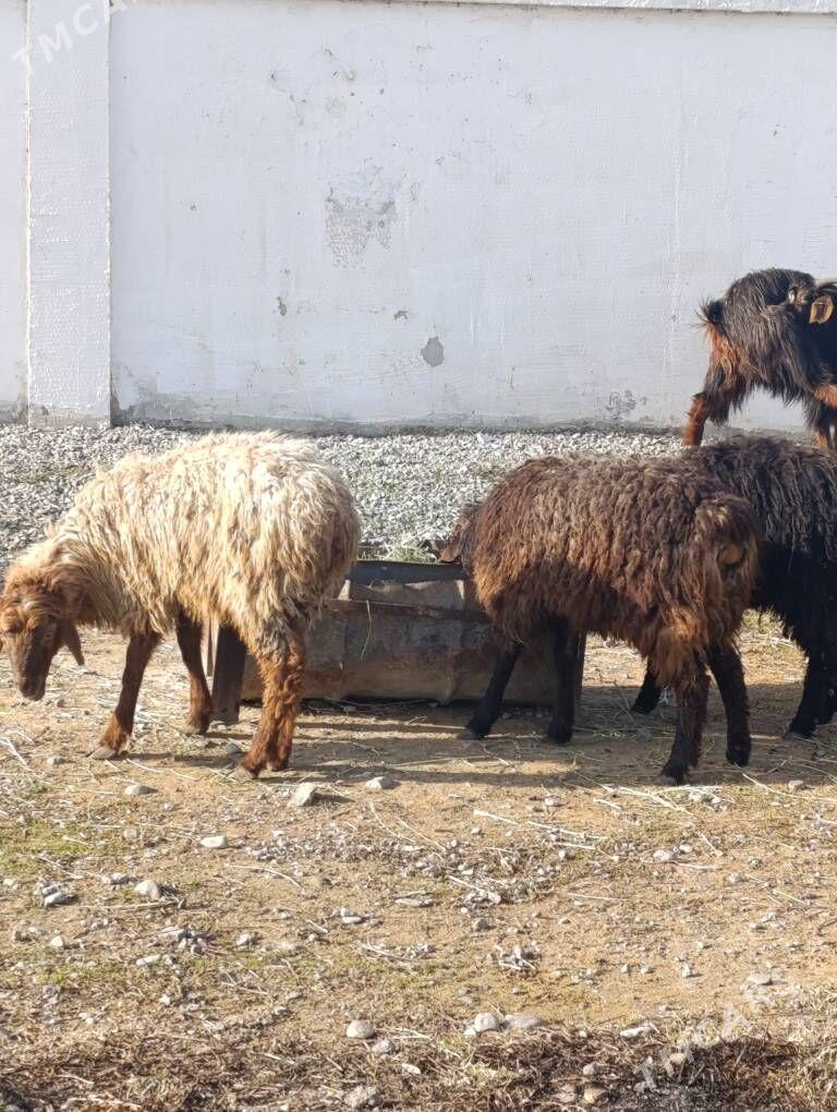 IŞŞEK - Хитровка - img 1