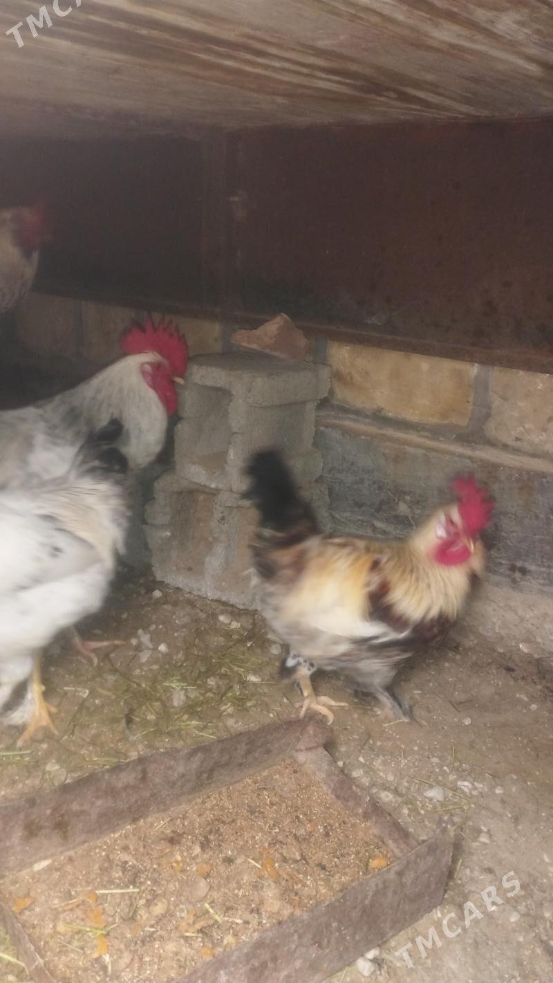 Horaz - Балканабат - img 1