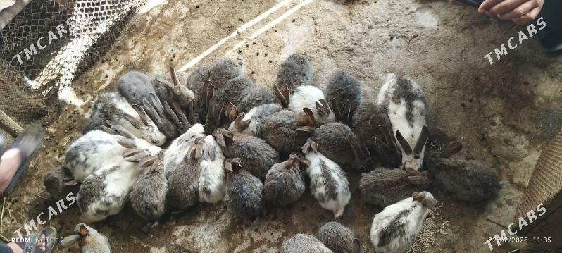 Towsan - Ашхабад - img 1