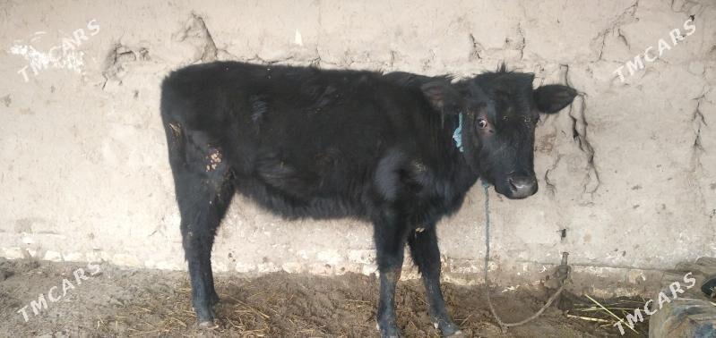 kaçar - Şabat etr. - img 1