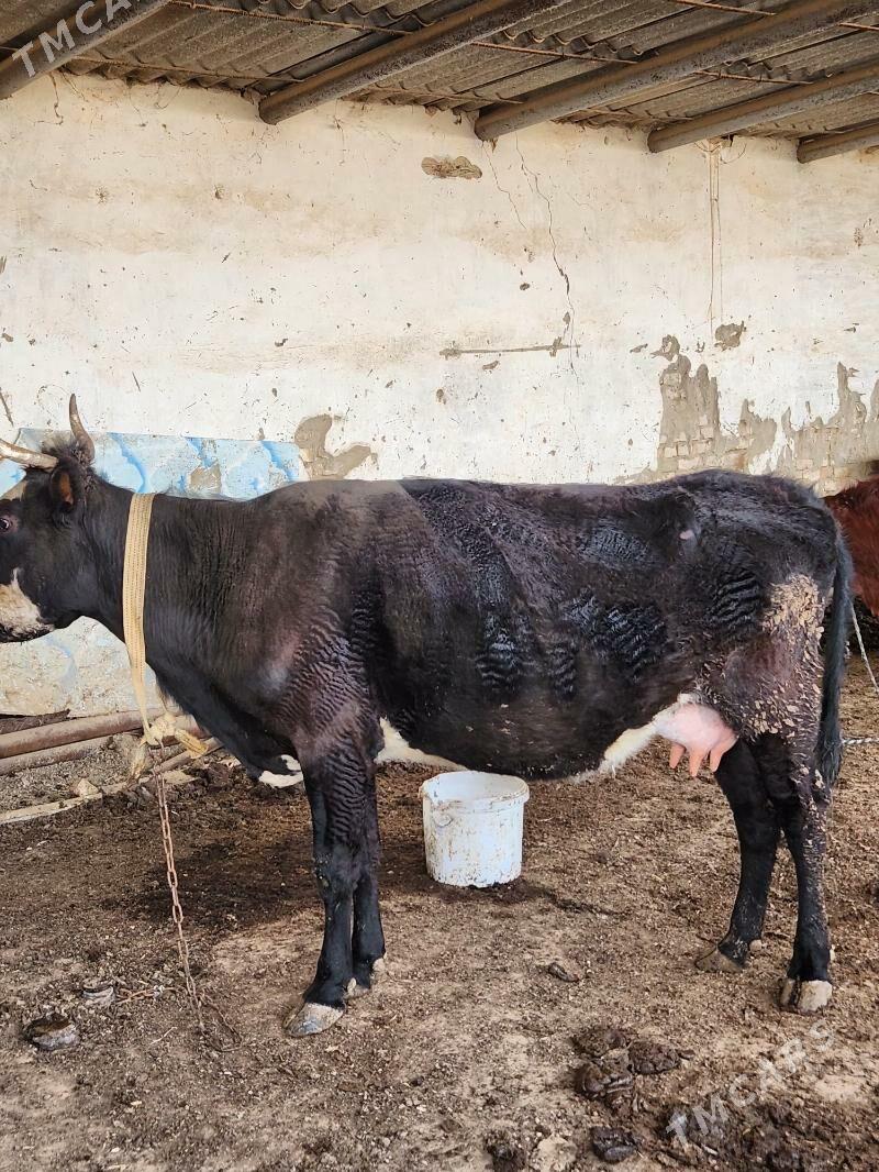 Göleli sygyr - Mary - img 1