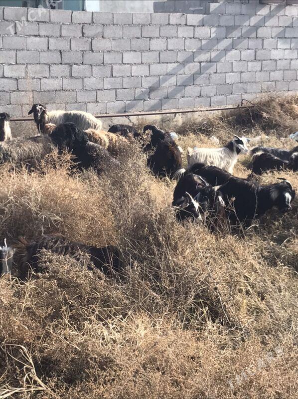 çebiš - Бахарден - img 1