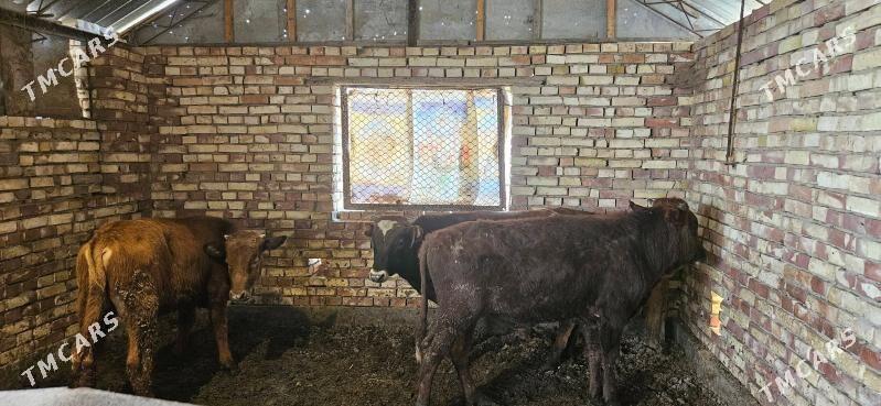 Öküzler - Мары - img 1