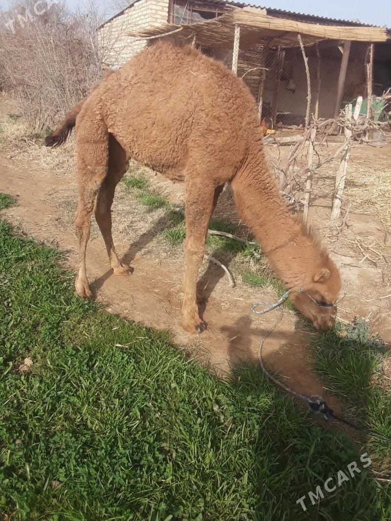 Owşuk koşek - Babadaýhan - img 1