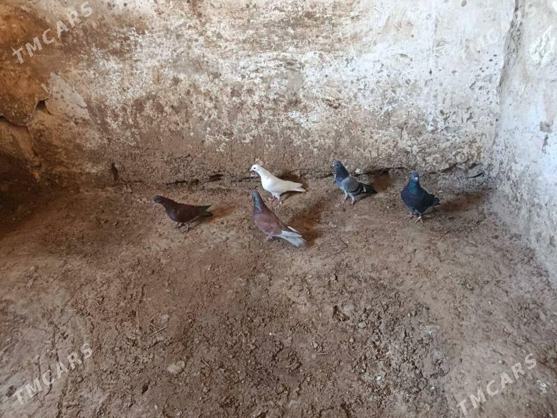 kepderi - Гызыларбат - img 1