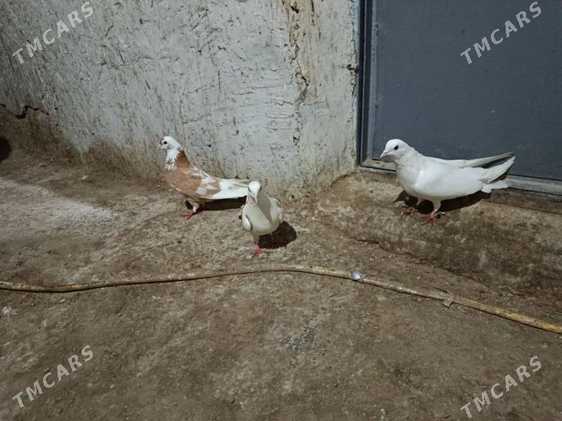 kepderi. - Гызыларбат - img 1