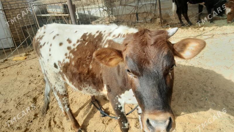 bakylan gulajyn - Мары - img 1