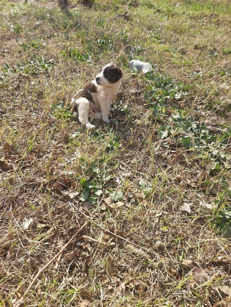 gujik - Änew - img 1