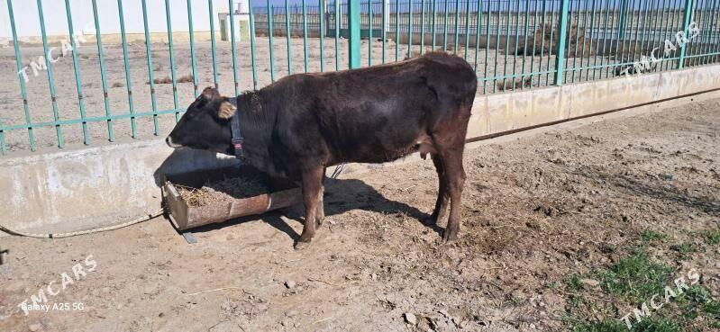 göleli sygyr - Гызыларбат - img 1