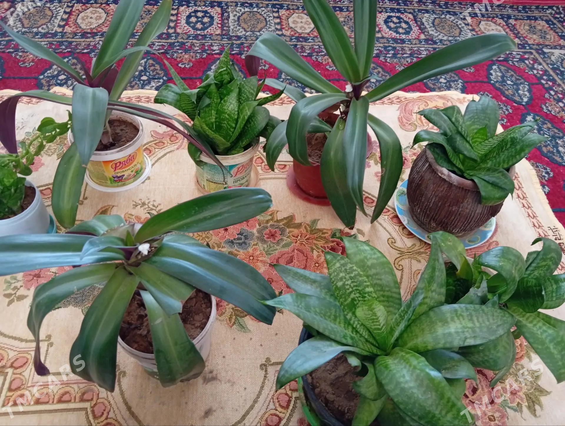 Guller - Aşgabat - img 1