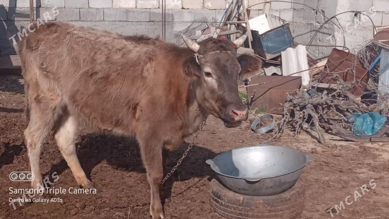 tüwe - Кипджак - img 1