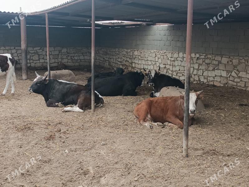 Ökuz - Etrek - img 1