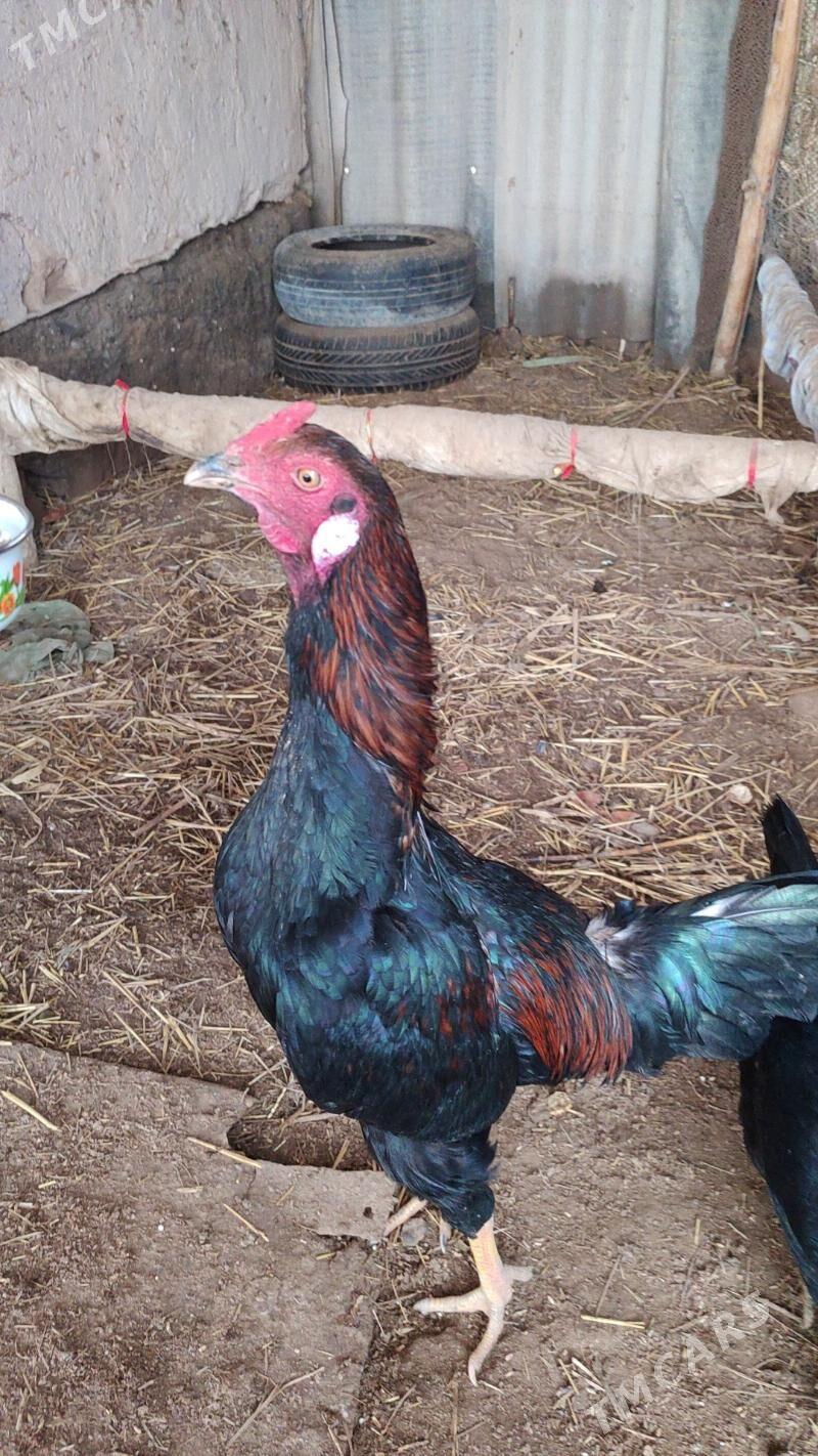 HORAZ - Boldumsaz - img 1