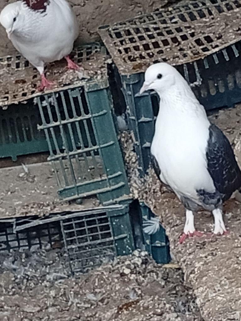 kepderi - Берекет - img 1