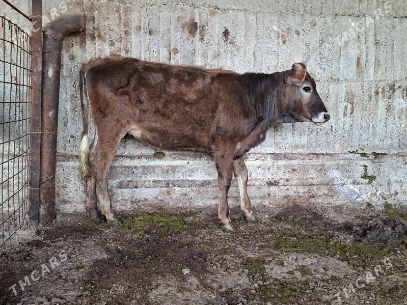 tùwe - Гёкдепе - img 1