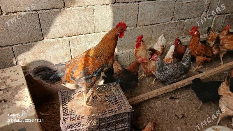 horaz - Gökdepe - img 1