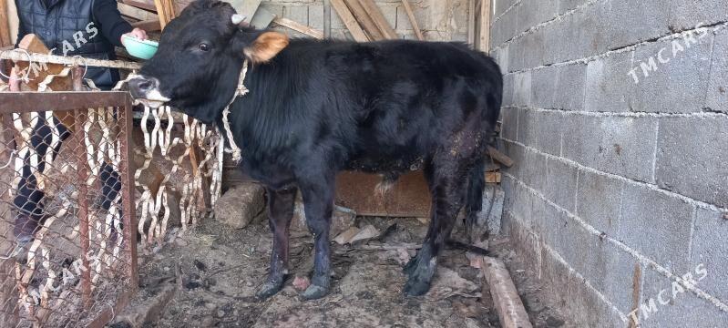 okuz - Ýalkym - img 1