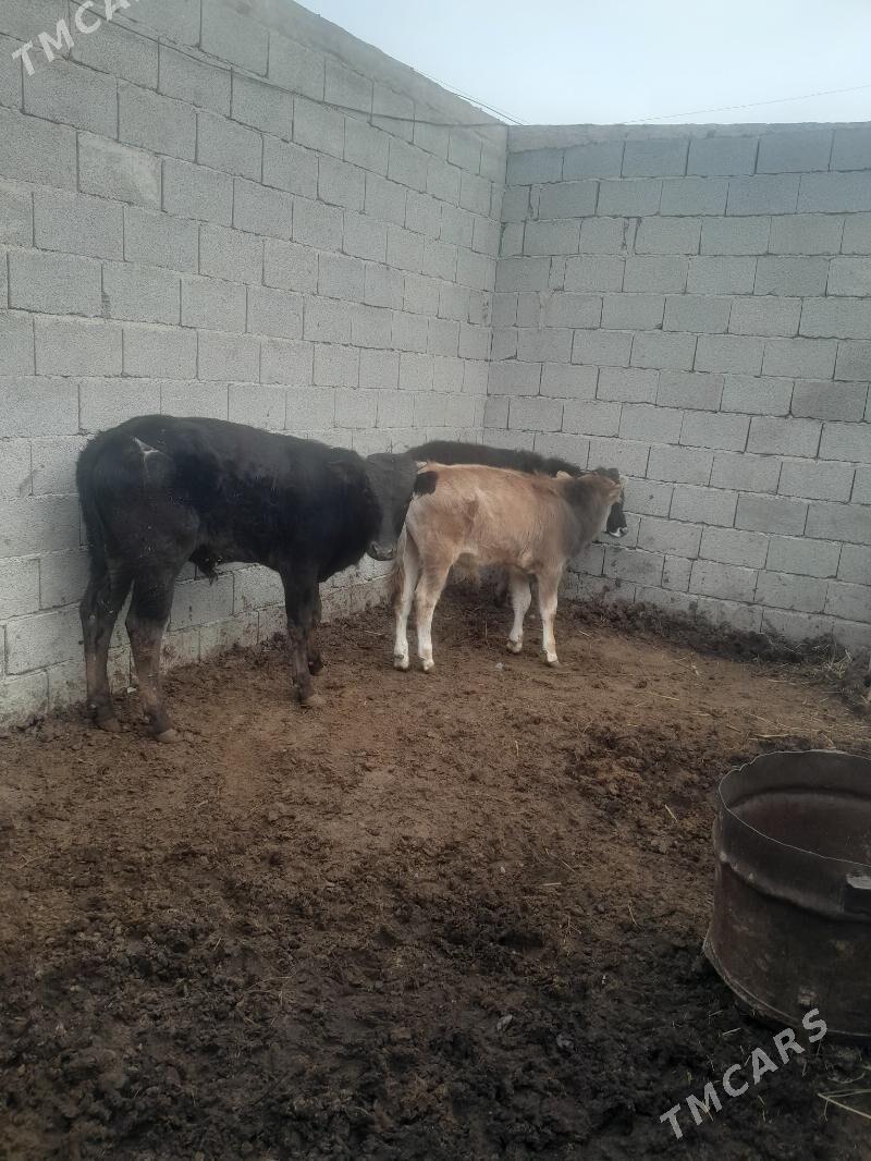 òkùz - Gyzylarbat - img 1