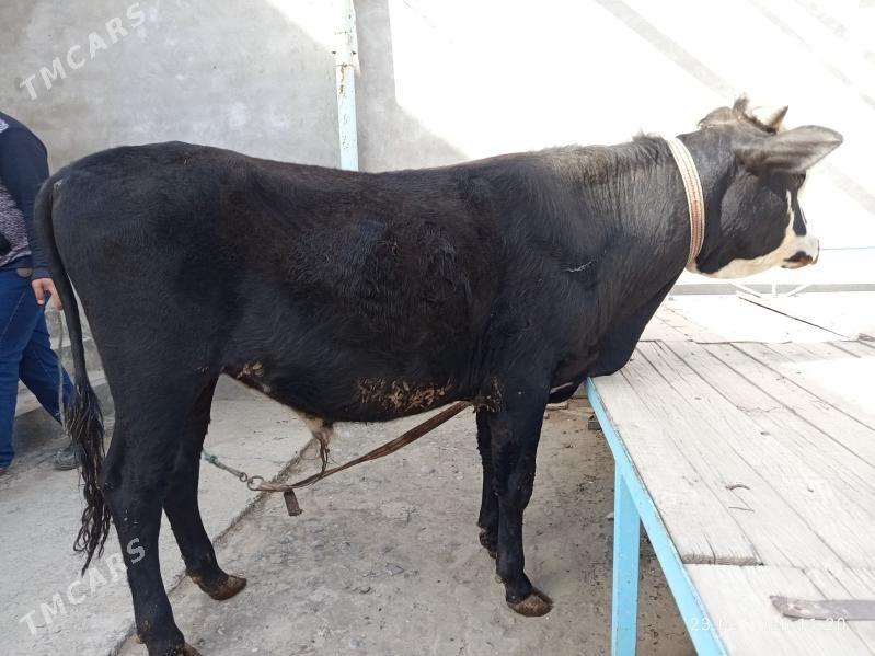 Öküzler - Туркменабат - img 1