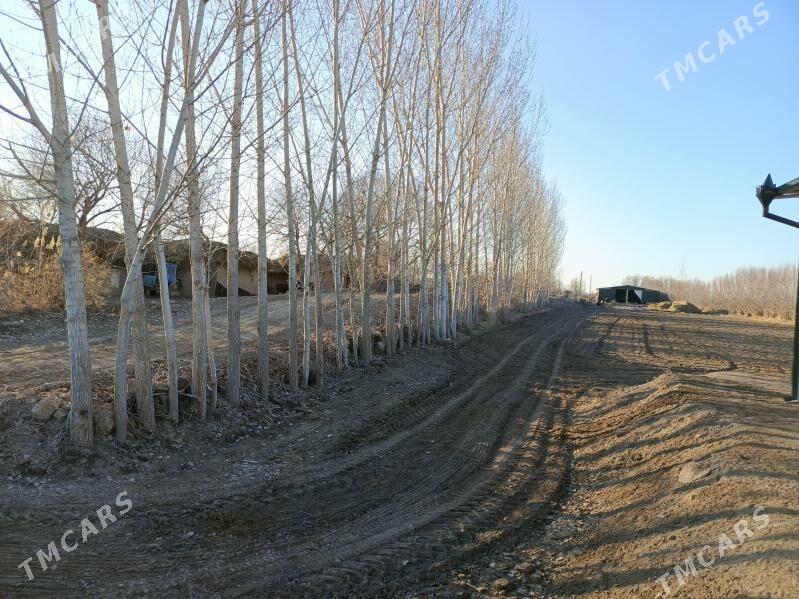 Derek - Гурбансолтан Едже - img 1