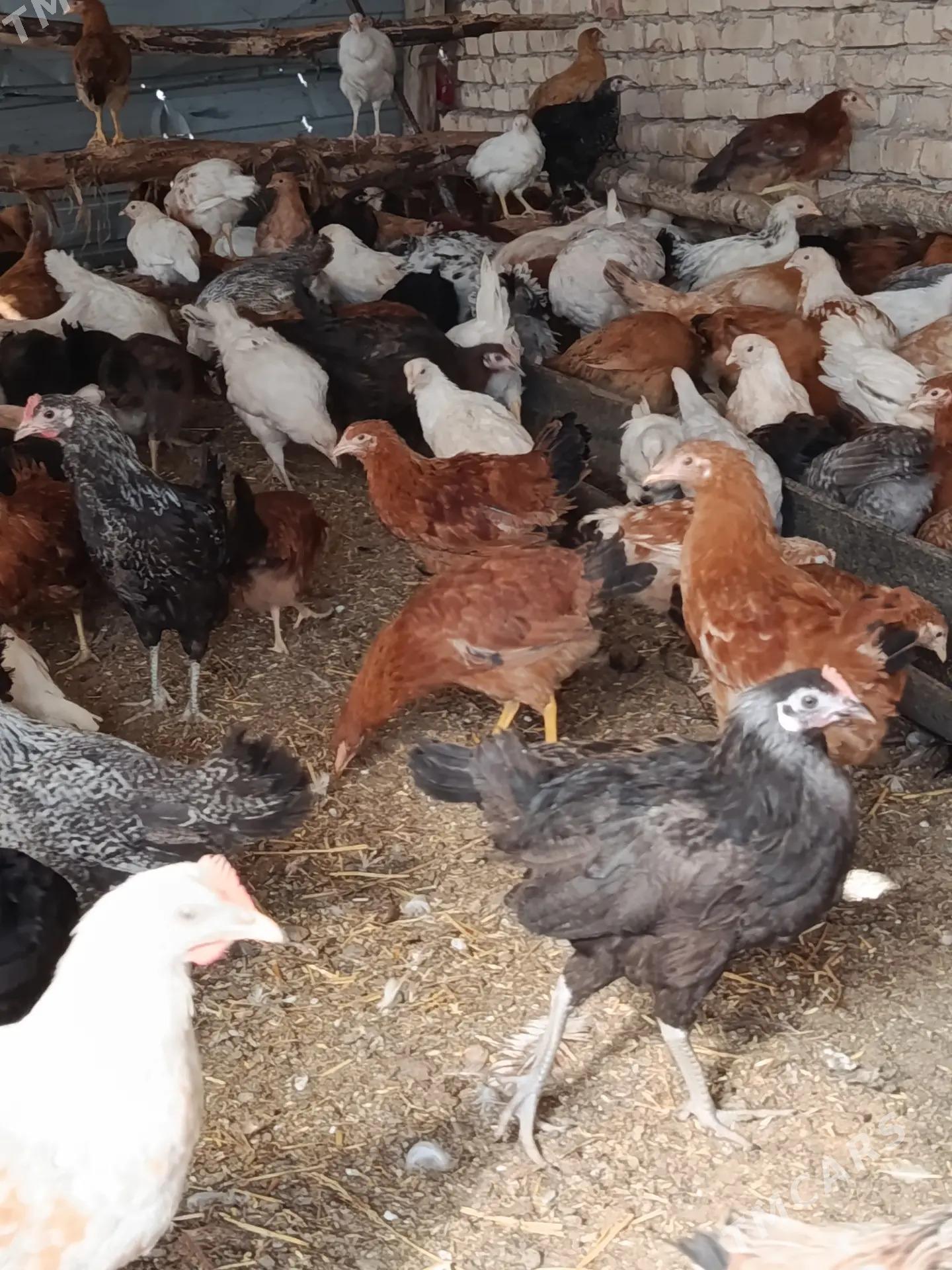 ТОВУК ЖУЙЖЕ - Чарджоу - img 1