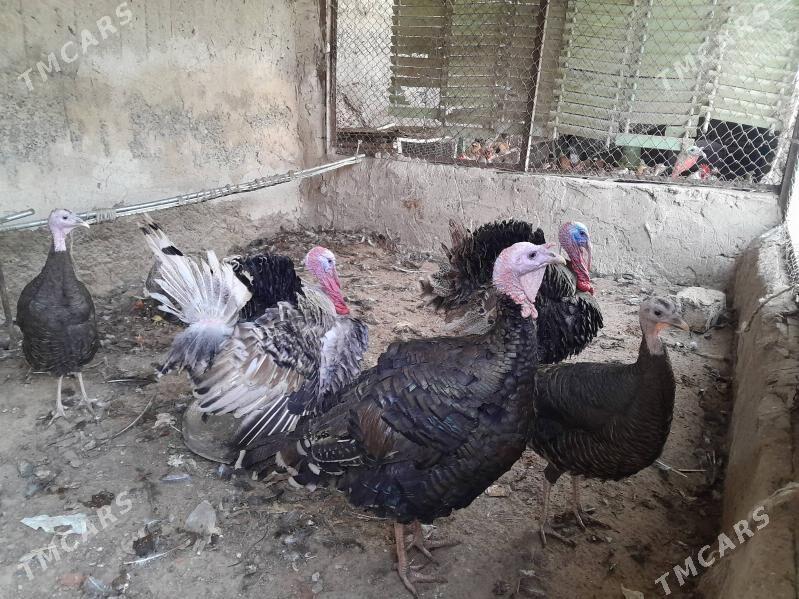 induk - Ялкым - img 1