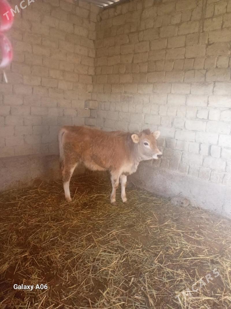 göleli sygyr - Бахарден - img 1