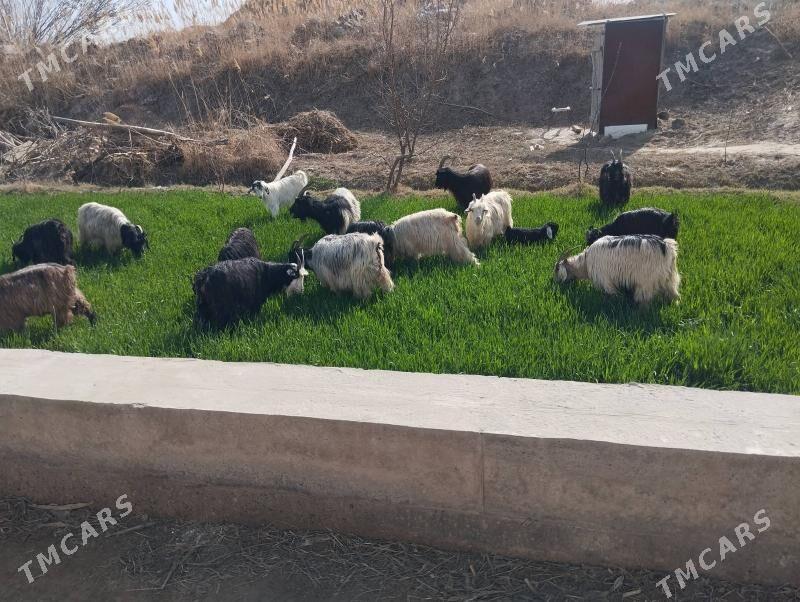 богаз. овлаклы .чевиш - Сакар - img 1